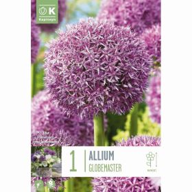 Allium Globemaster - 1 Bulb